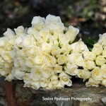 Andrus0044